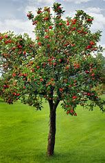 apple tree